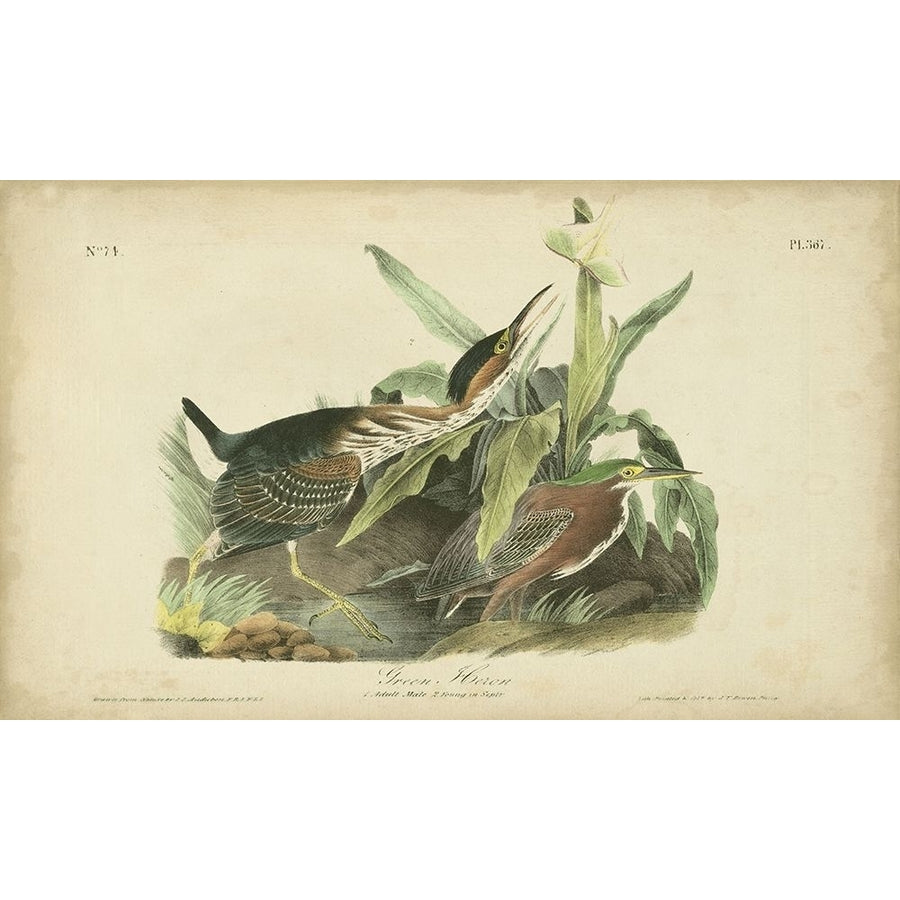 Audubon Green Heron Poster Print - John James Audubon-VARPDX51517Z Image 1