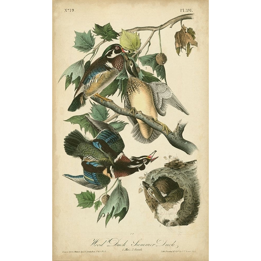 Audubon Wood Duck Poster Print - John James Audubon-VARPDX51514Z Image 1