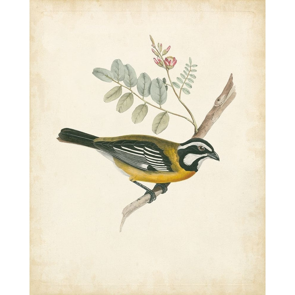 Delicate Birds V Poster Print - Unknown-VARPDX51511Z Image 1