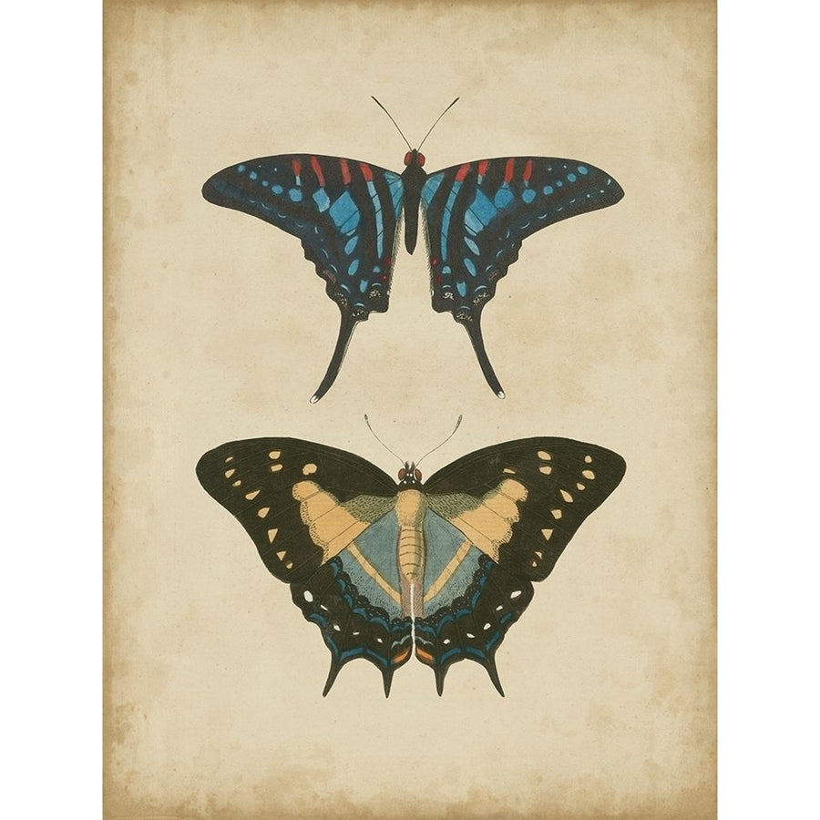 Antique Butterfly Pair III Poster Print - Studio Vision-VARPDX51539Z Image 1