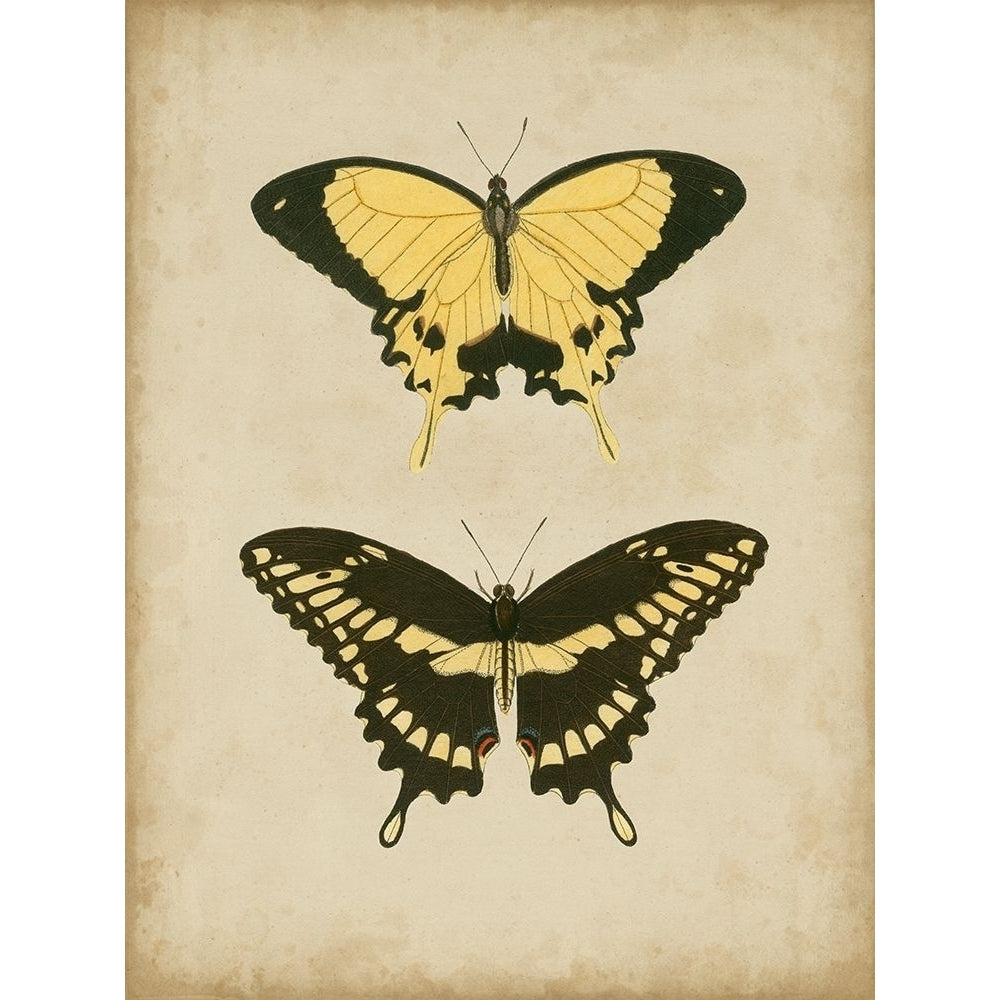 Antique Butterfly Pair I Poster Print - Studio Vision-VARPDX51537Z Image 1