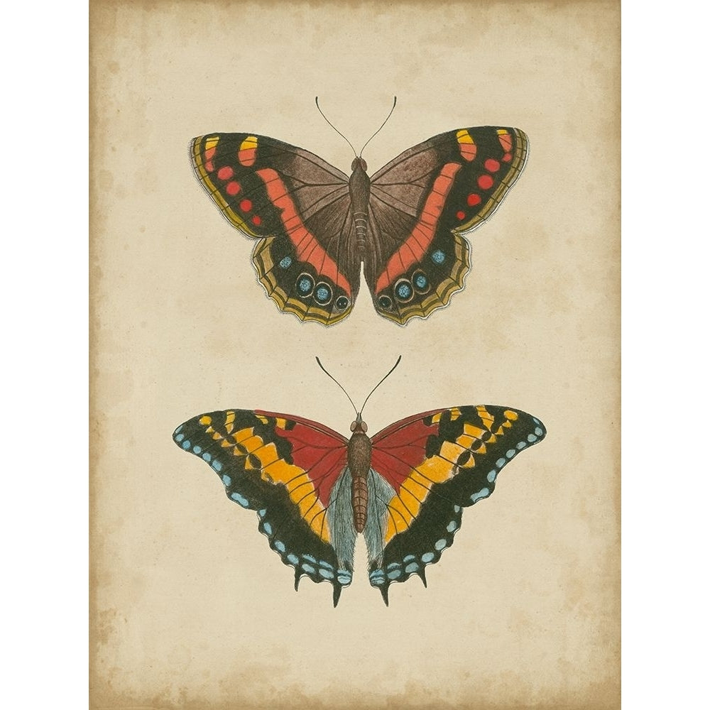 Antique Butterfly Pair IV Poster Print - Studio Vision-VARPDX51540Z Image 1