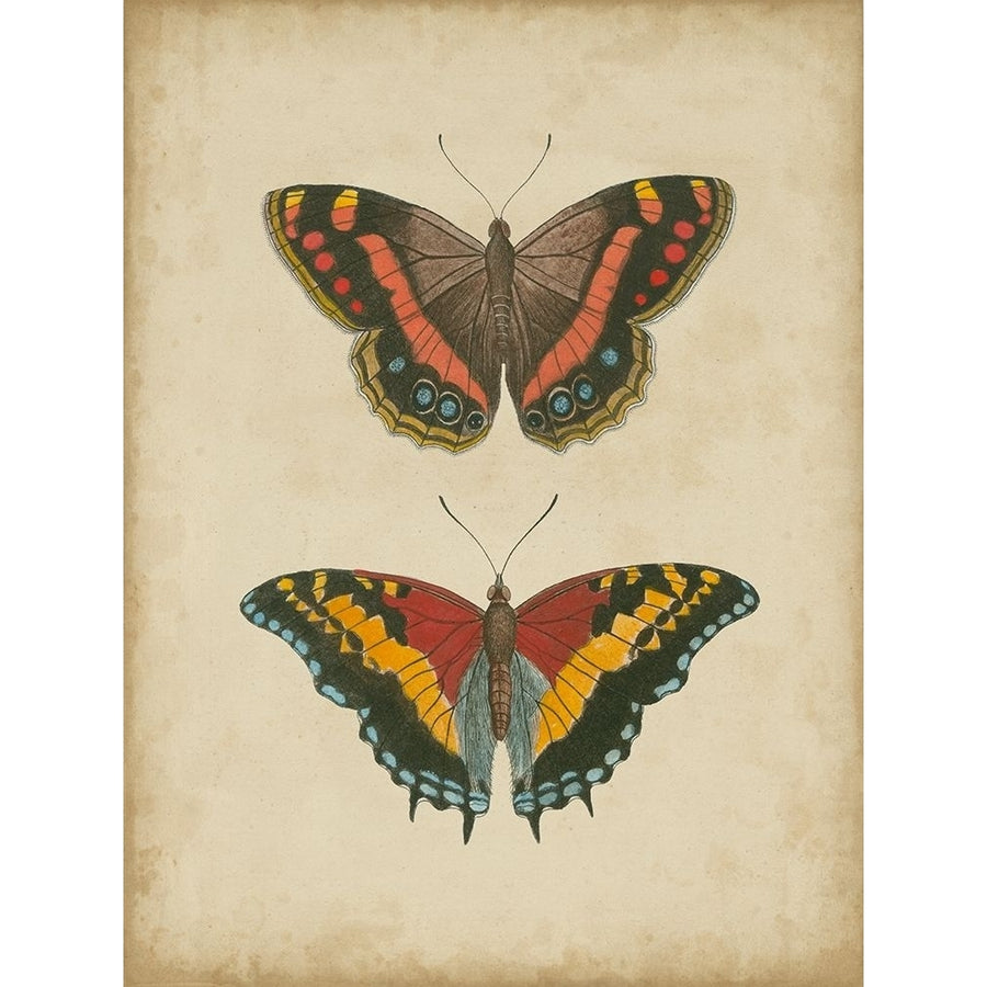 Antique Butterfly Pair IV Poster Print - Studio Vision-VARPDX51540Z Image 1