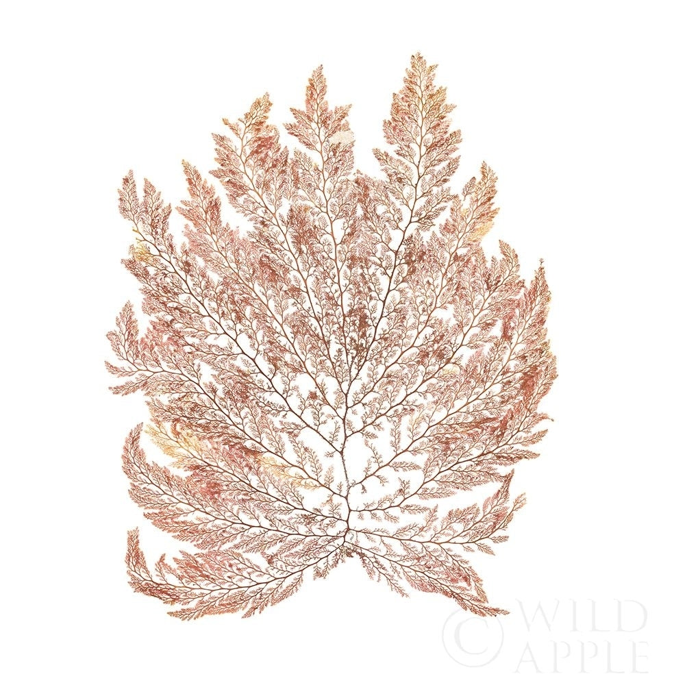 Pacific Sea Mosses I White Sq Poster Print by Wild Apple Portfolio Wild Apple Portfolio-VARPDX51608 Image 1