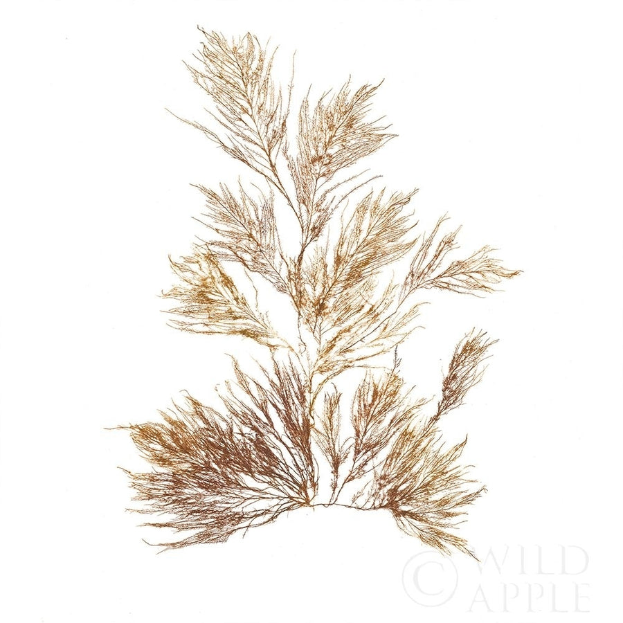 Pacific Sea Mosses X White Sq Poster Print by Wild Apple Portfolio Wild Apple Portfolio-VARPDX51612 Image 1