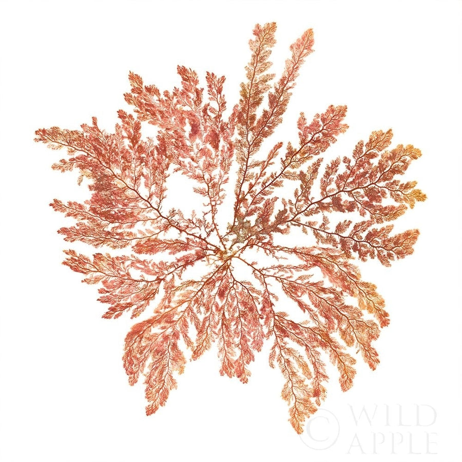 Pacific Sea Mosses IV White Sq Poster Print by Wild Apple Portfolio Wild Apple Portfolio-VARPDX51609 Image 1