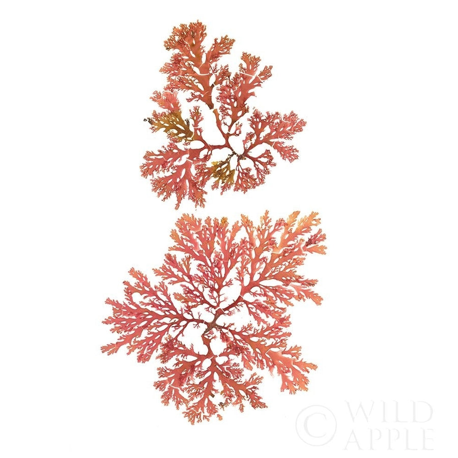 Pacific Sea Mosses VIII White Sq Poster Print by Wild Apple Portfolio Wild Apple Portfolio-VARPDX51611 Image 1