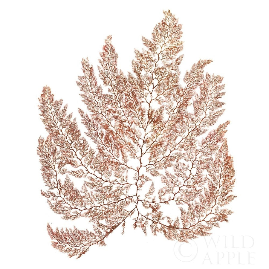 Pacific Sea Mosses XIV White Sq Poster Print by Wild Apple Portfolio Wild Apple Portfolio-VARPDX51614 Image 1