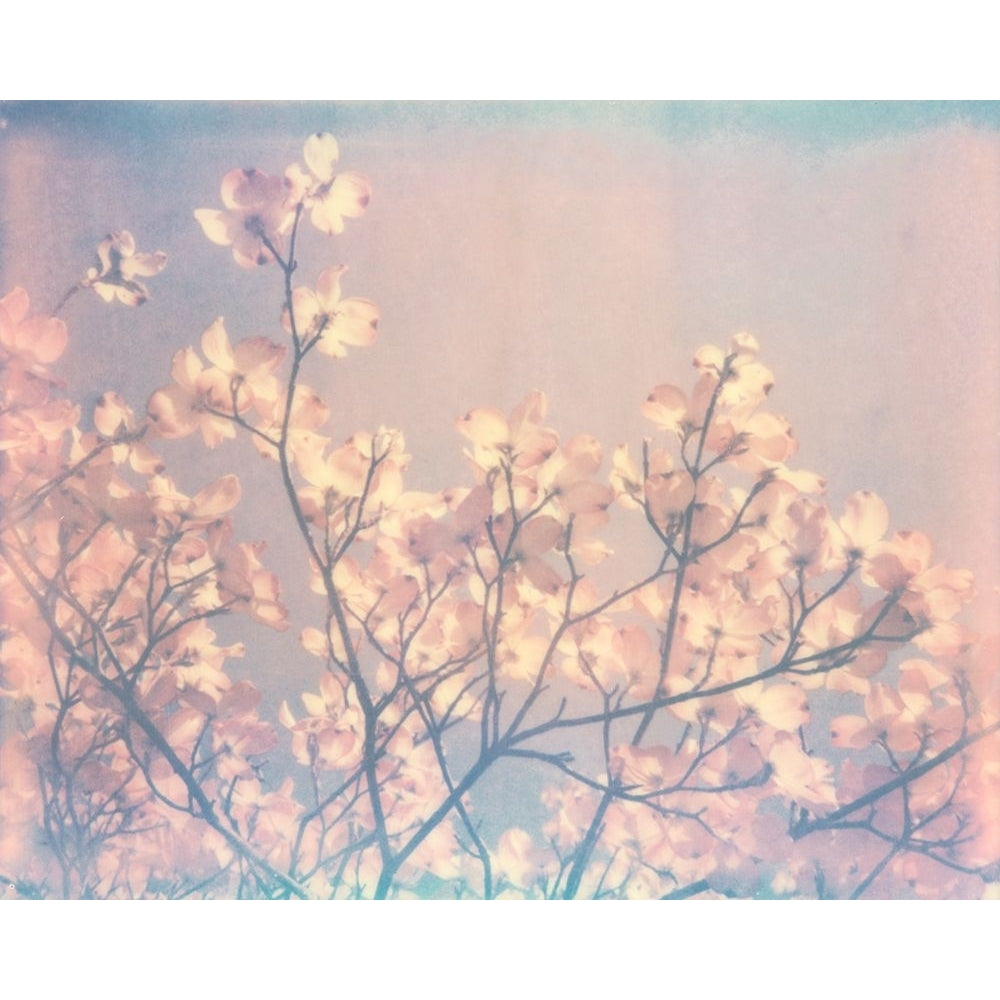 Flowering Dogwood II Poster Print - Jason Johnson-VARPDX51717Z Image 1