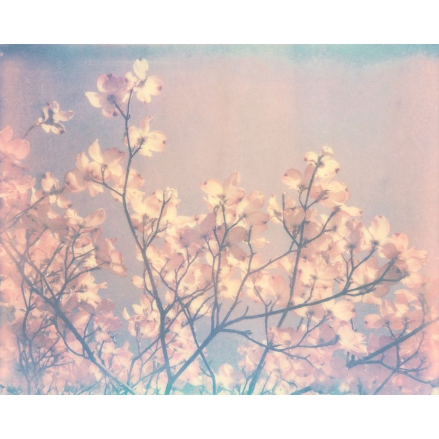 Flowering Dogwood II Poster Print - Jason Johnson-VARPDX51717Z Image 1