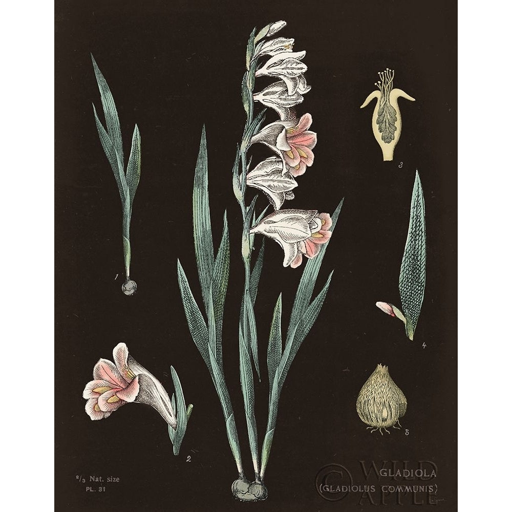 Gladiola Chart Cool Poster Print by Sue Schlabach-VARPDX51749 Image 1