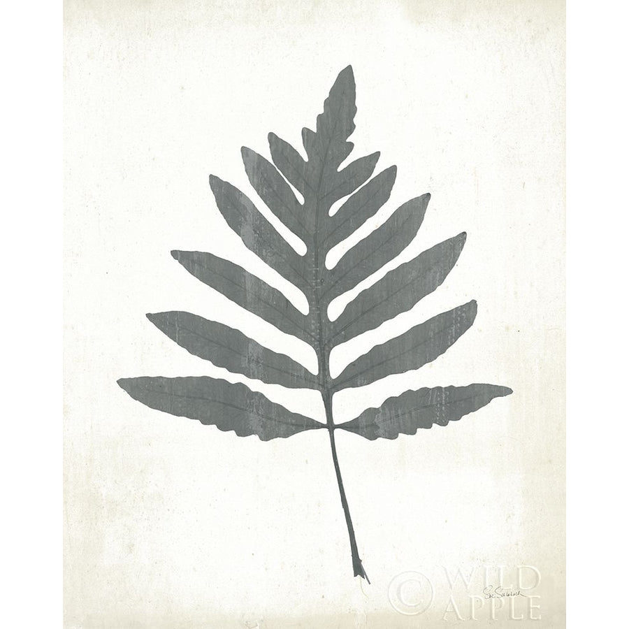 Chalkboard Fern I Poster Print by Sue Schlabach-VARPDX51791 Image 1