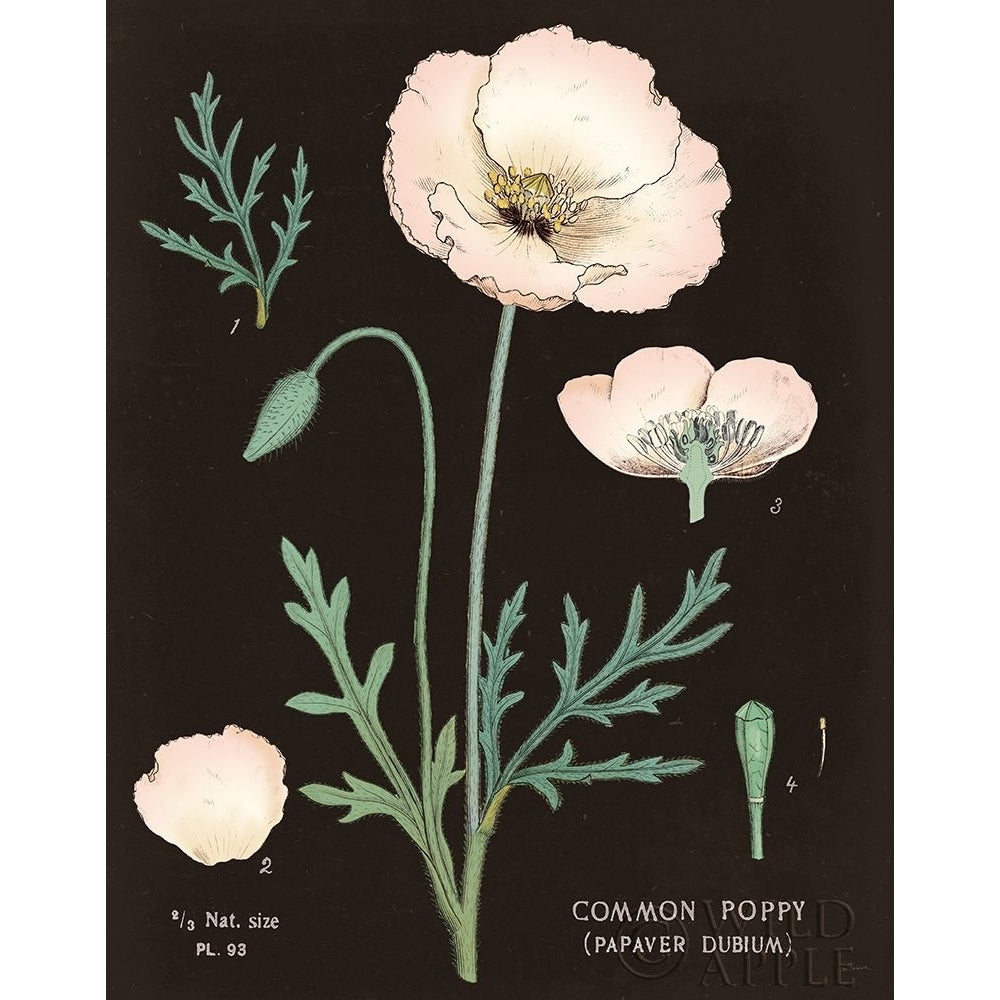 Poppy Chart Cool Poster Print by Sue Schlabach-VARPDX51751 Image 1