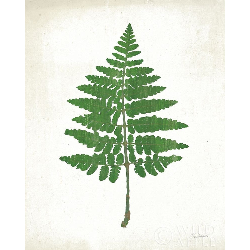 Chalkboard Fern Green II Poster Print by Sue Schlabach-VARPDX51794 Image 1