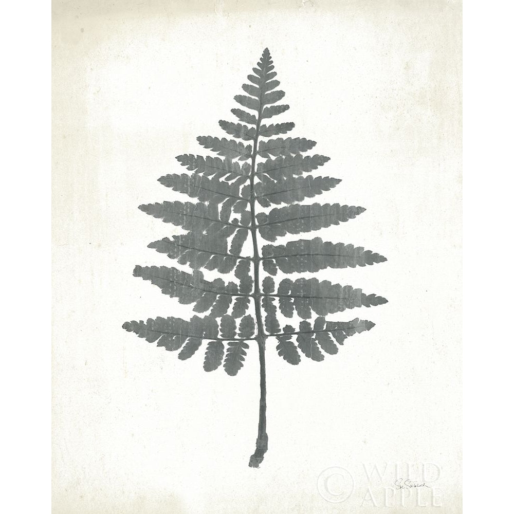 Chalkboard Fern II Poster Print by Sue Schlabach-VARPDX51792 Image 1