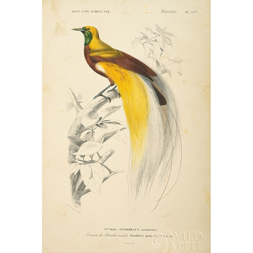 Oiseaux de Paradis Poster Print by Wild Apple Portfolio Wild Apple Portfolio-VARPDX52059 Image 1