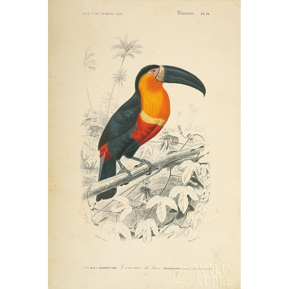 Toucan du Para Poster Print by Wild Apple Portfolio Wild Apple Portfolio-VARPDX52058 Image 1