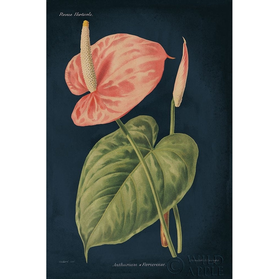 Anthurium Ferrierense Dark Blue Poster Print by Wild Apple Portfolio Wild Apple Portfolio-VARPDX52057 Image 1