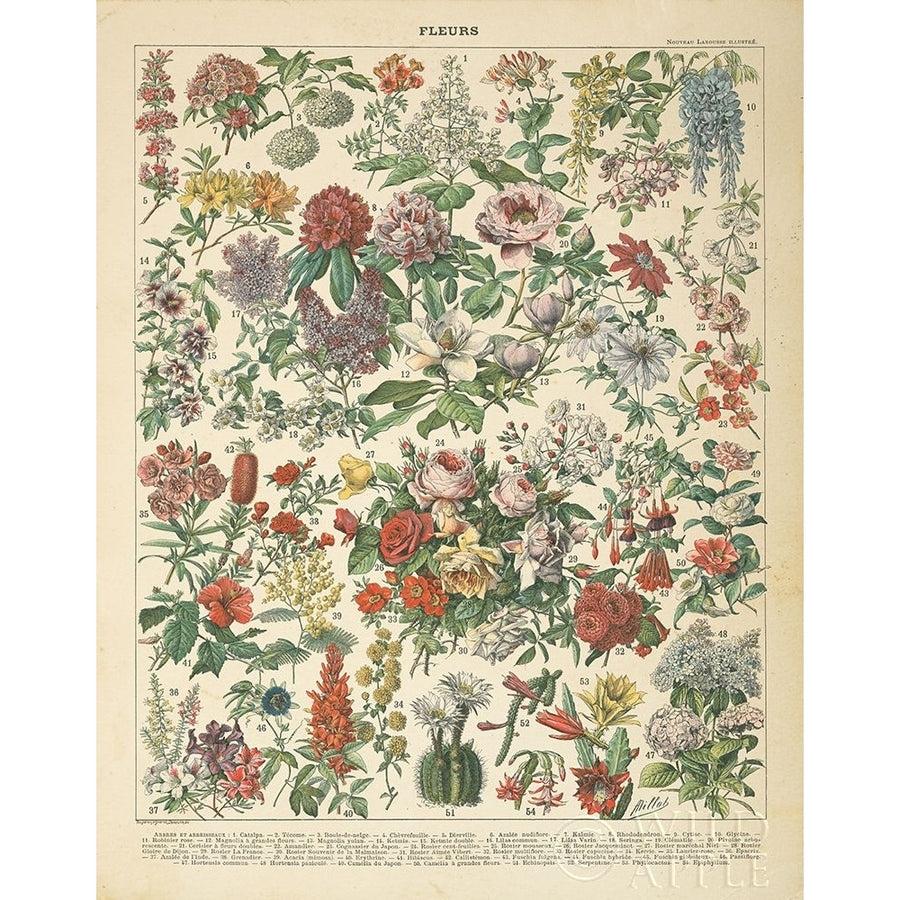 French Flower Chart Poster Print by Wild Apple Portfolio Wild Apple Portfolio-VARPDX52062 Image 1