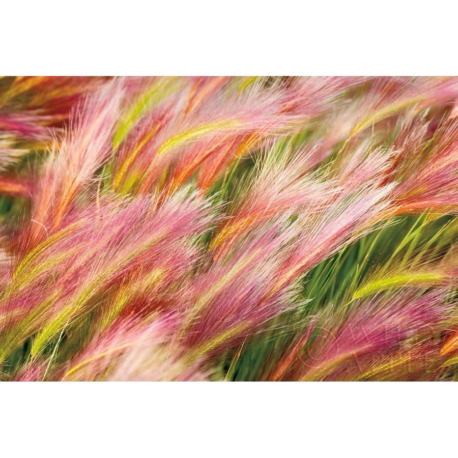 Foxtail Barley I Poster Print by Alan Majchrowicz-VARPDX52312 Image 1