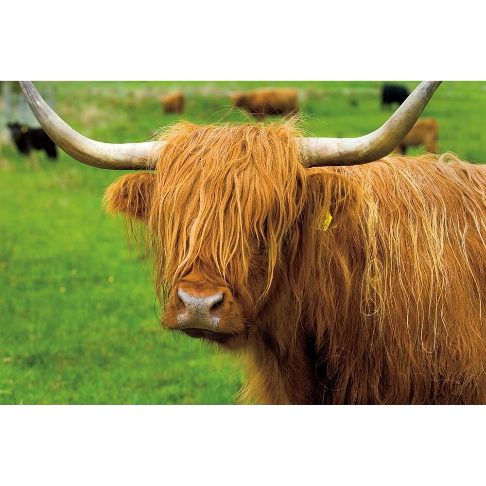 Scottish Highland Cattle I Poster Print by Alan Majchrowicz-VARPDX52301 Image 1