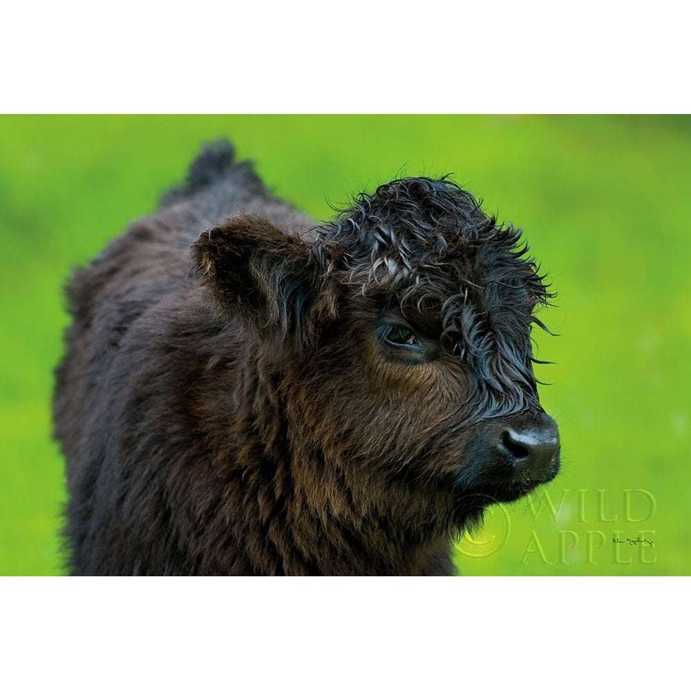 Scottish Highland Cattle XI Poster Print by Alan Majchrowicz-VARPDX52311 Image 1