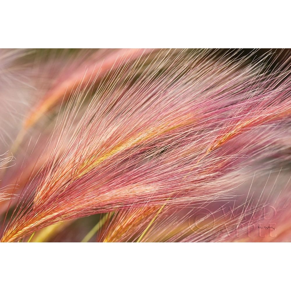 Foxtail Barley III Poster Print by Alan Majchrowicz-VARPDX52314 Image 1