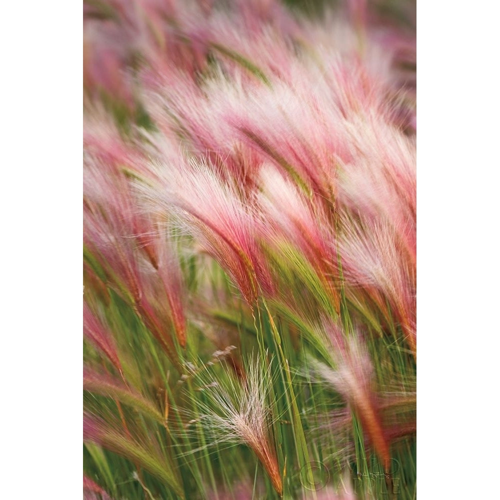 Foxtail Barley V Poster Print by Alan Majchrowicz-VARPDX52316 Image 1