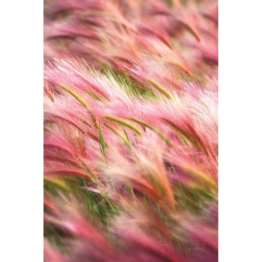 Foxtail Barley IV Poster Print by Alan Majchrowicz-VARPDX52315 Image 1