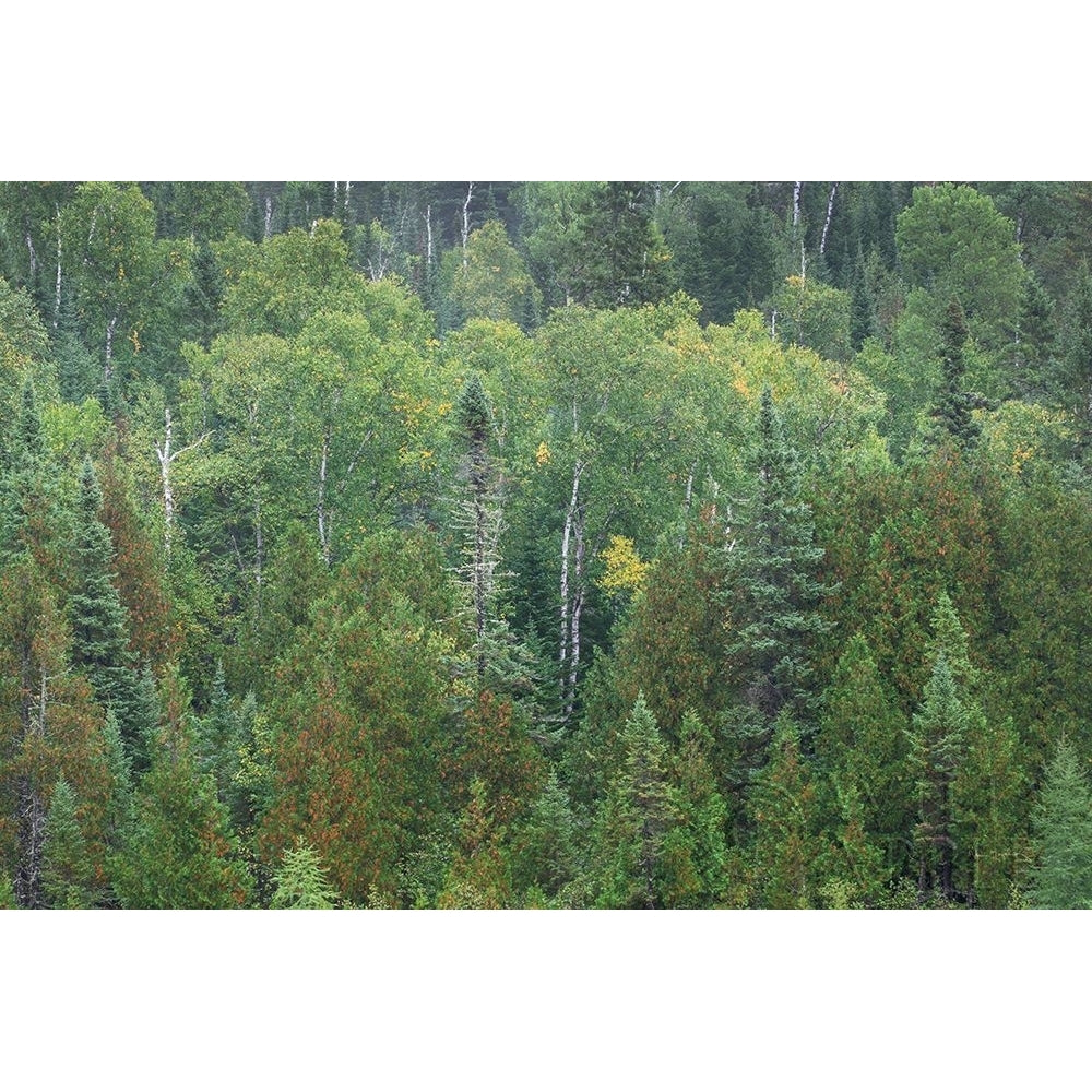 Superior National Forest III Poster Print by Alan Majchrowicz-VARPDX52755 Image 1