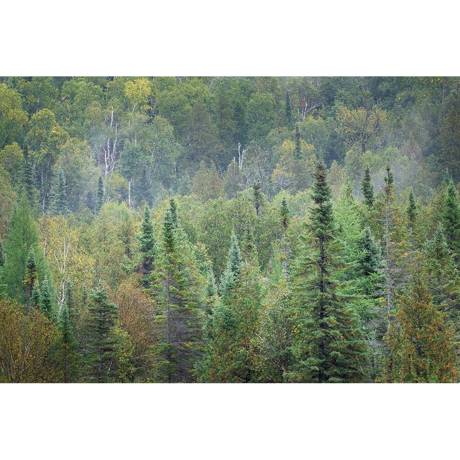 Superior National Forest II Poster Print by Alan Majchrowicz-VARPDX52754 Image 1