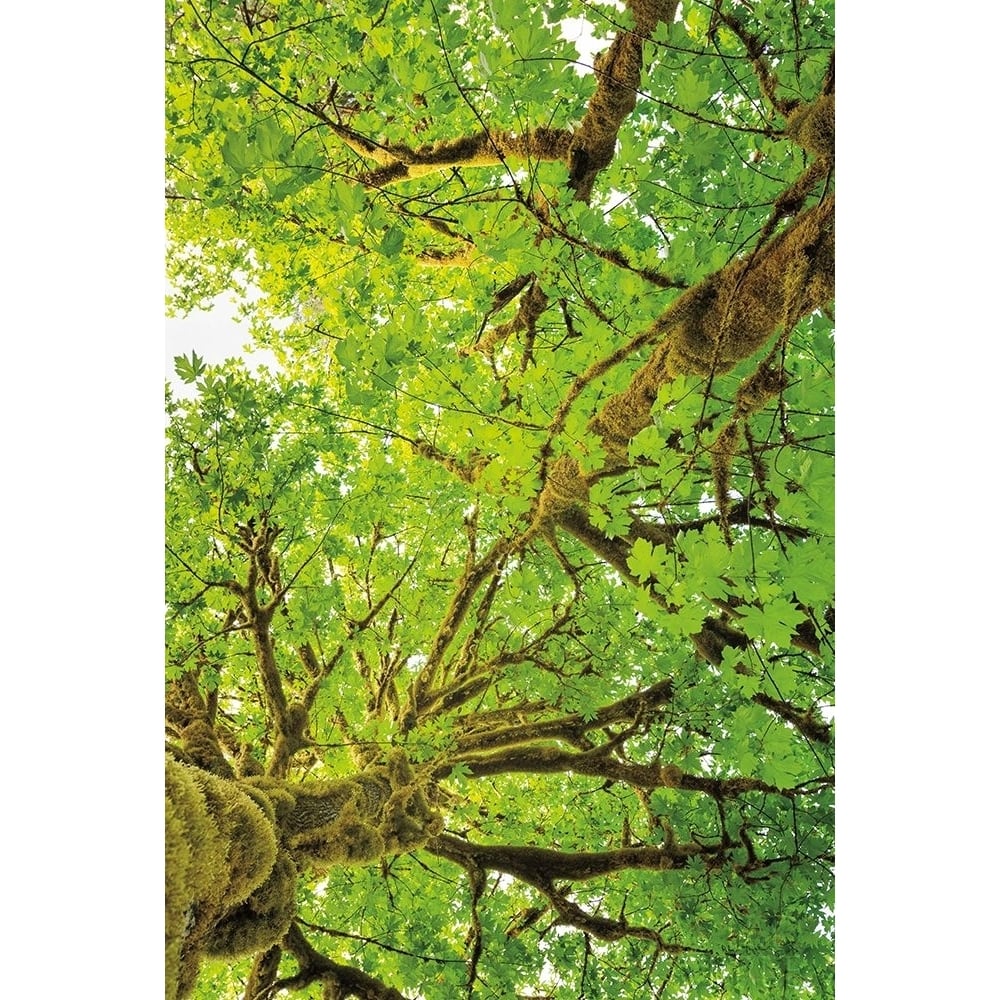 Big Leaf Maple Trees V Poster Print by Alan Majchrowicz-VARPDX52761 Image 1