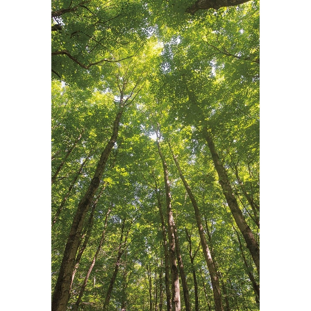 Hardwood Forest Canopy II Poster Print by Alan Majchrowicz-VARPDX52768 Image 1