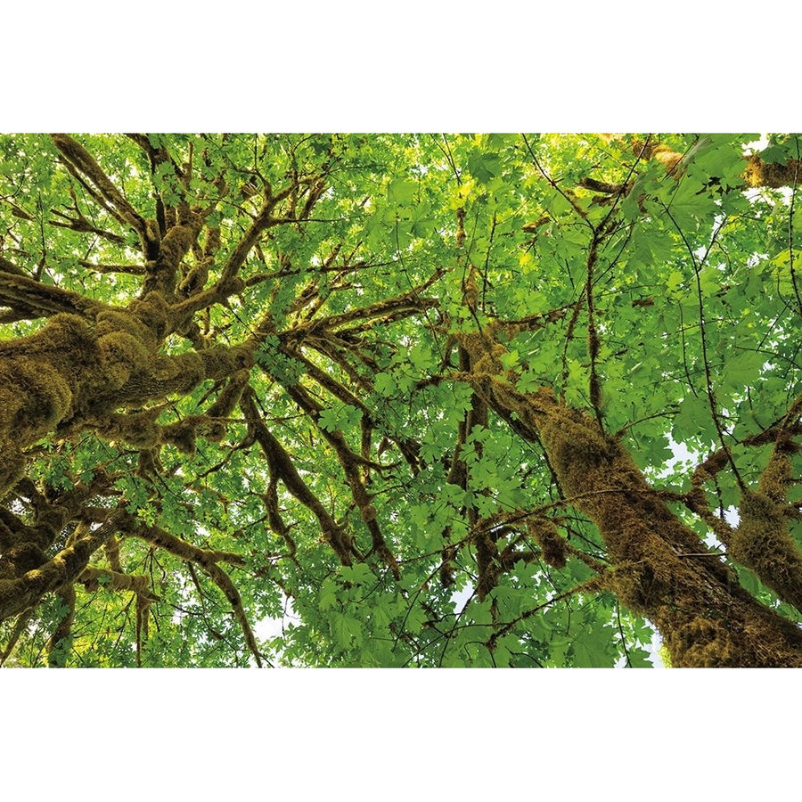 Big Leaf Maple Trees III Poster Print by Alan Majchrowicz-VARPDX52759 Image 1