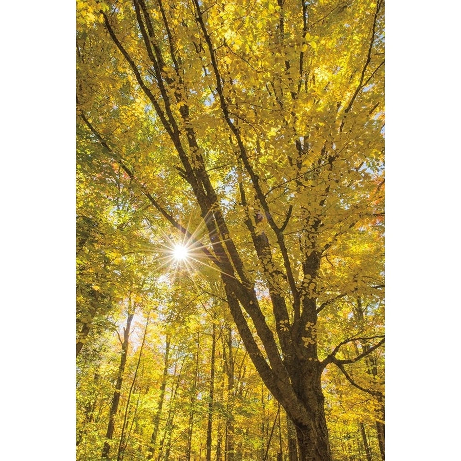 Autumn Foliage Sunburst II Poster Print by Alan Majchrowicz-VARPDX52763 Image 1