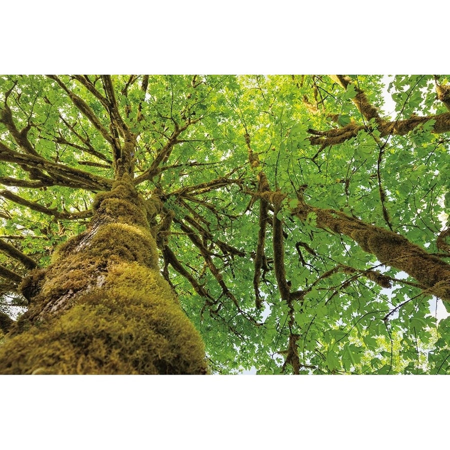 Big Leaf Maple Trees I Poster Print by Alan Majchrowicz-VARPDX52757 Image 1