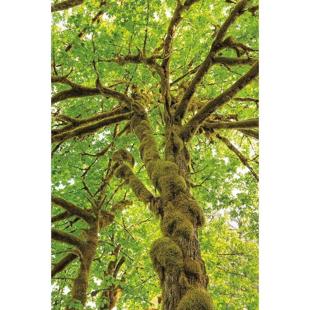 Big Leaf Maple Trees IV Poster Print by Alan Majchrowicz-VARPDX52760 Image 1