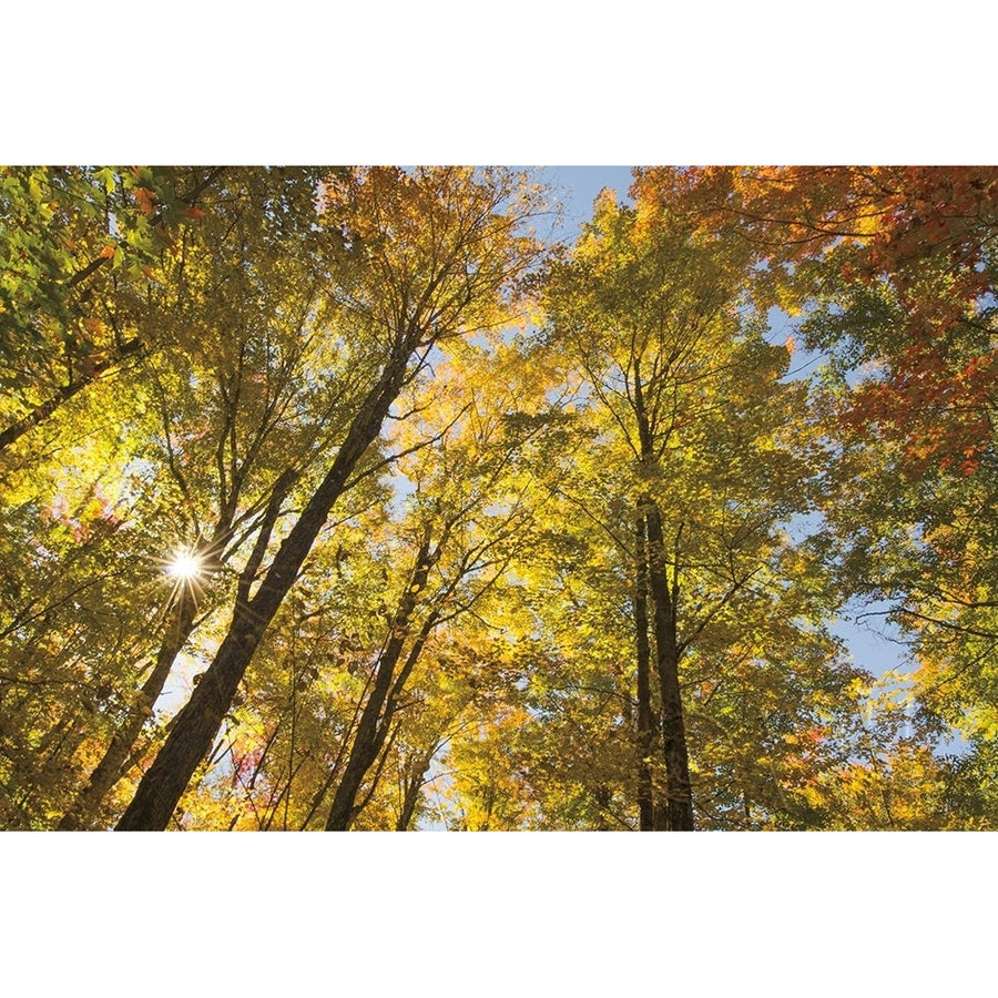 Autumn Foliage Sunburst IV Poster Print by Alan Majchrowicz-VARPDX52765 Image 1