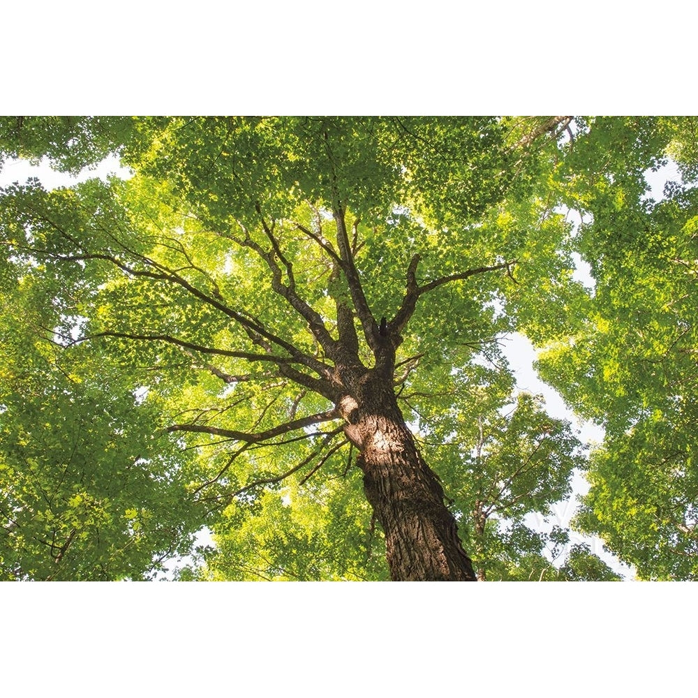 Hardwood Forest Canopy V Poster Print by Alan Majchrowicz-VARPDX52771 Image 1