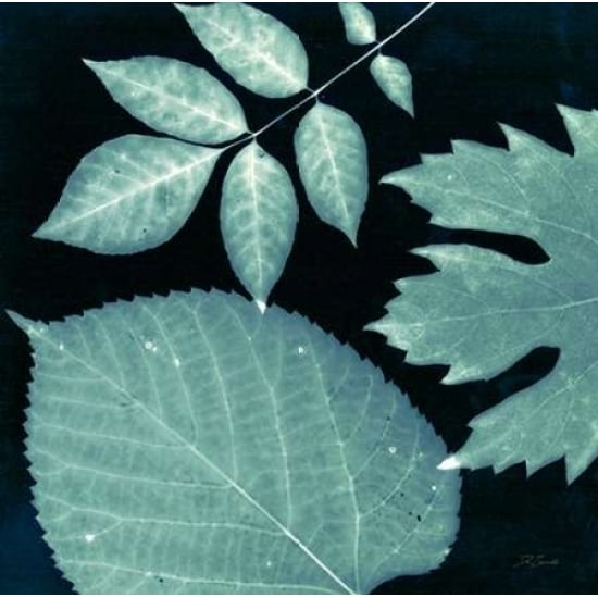 Teal Sunprint Leaves Poster Print by Dan Zamudio-VARPDX527ZAM1030 Image 1