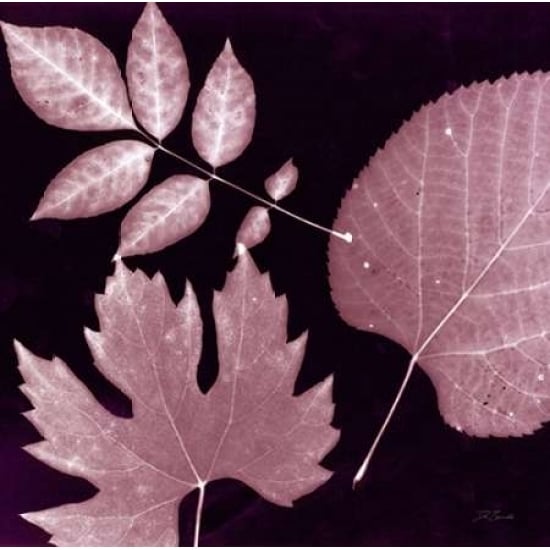 Cabernet Sunprint Leaves Poster Print by Dan Zamudio-VARPDX527ZAM1033 Image 1