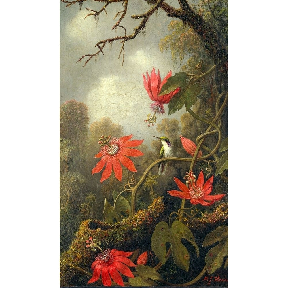 Hummingbird and Passionflowers Poster Print by Martin Johnson Heade-VARPDX52973 Image 1