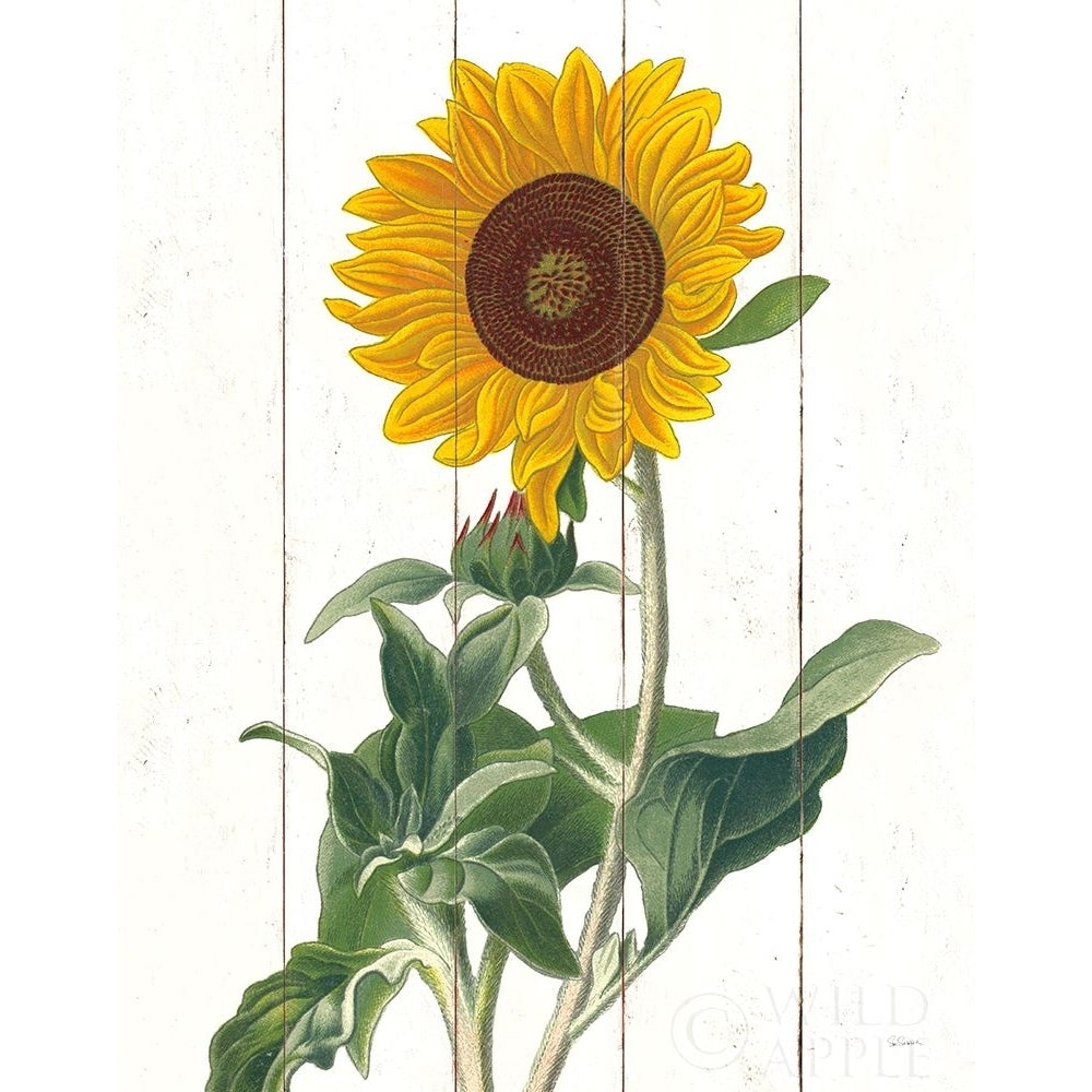 Cottage Sunflower Poster Print by Sue Schlabach-VARPDX53138 Image 1