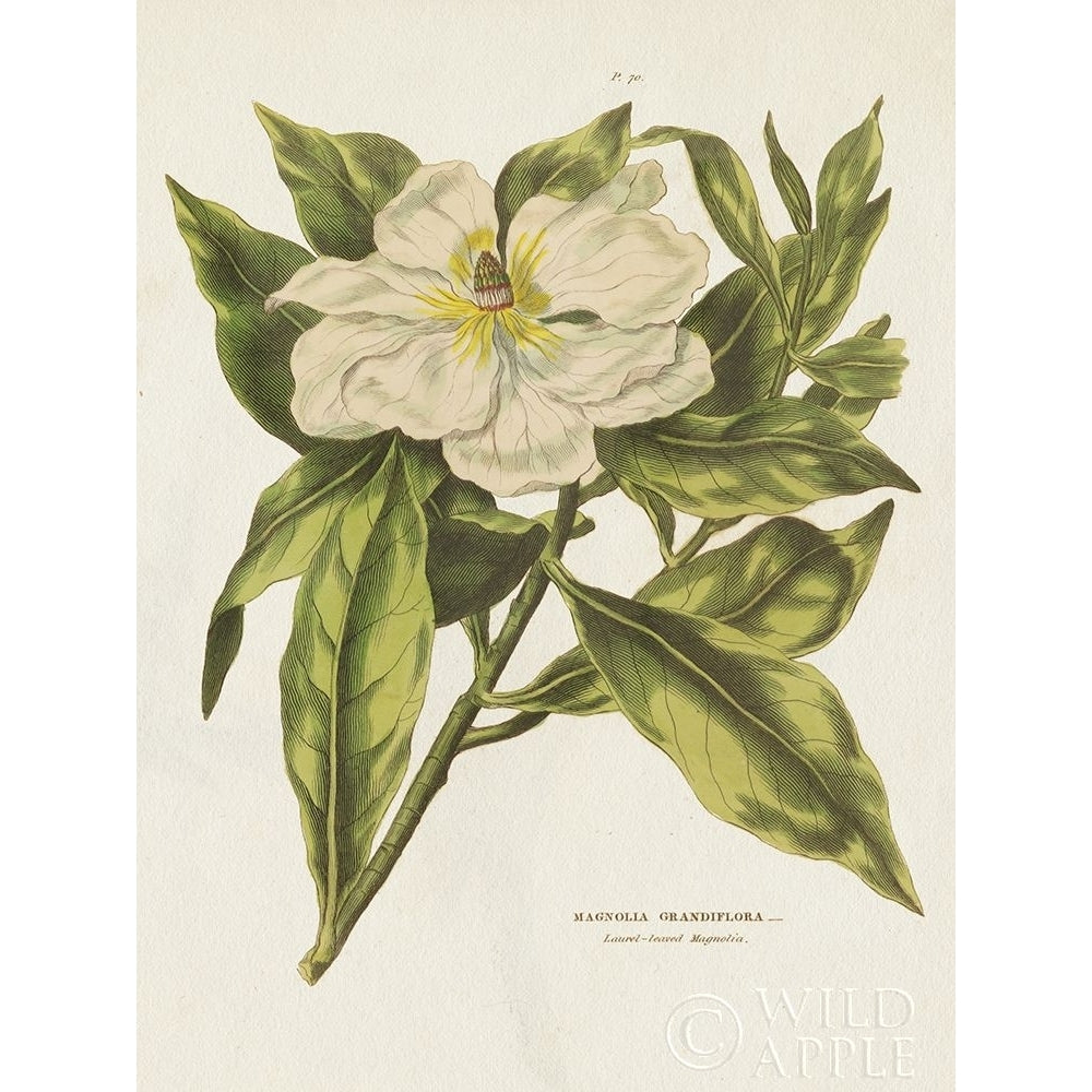 Herbal Botanical II Flower Poster Print by Wild Apple Portfolio Wild Apple Portfolio-VARPDX53200 Image 1