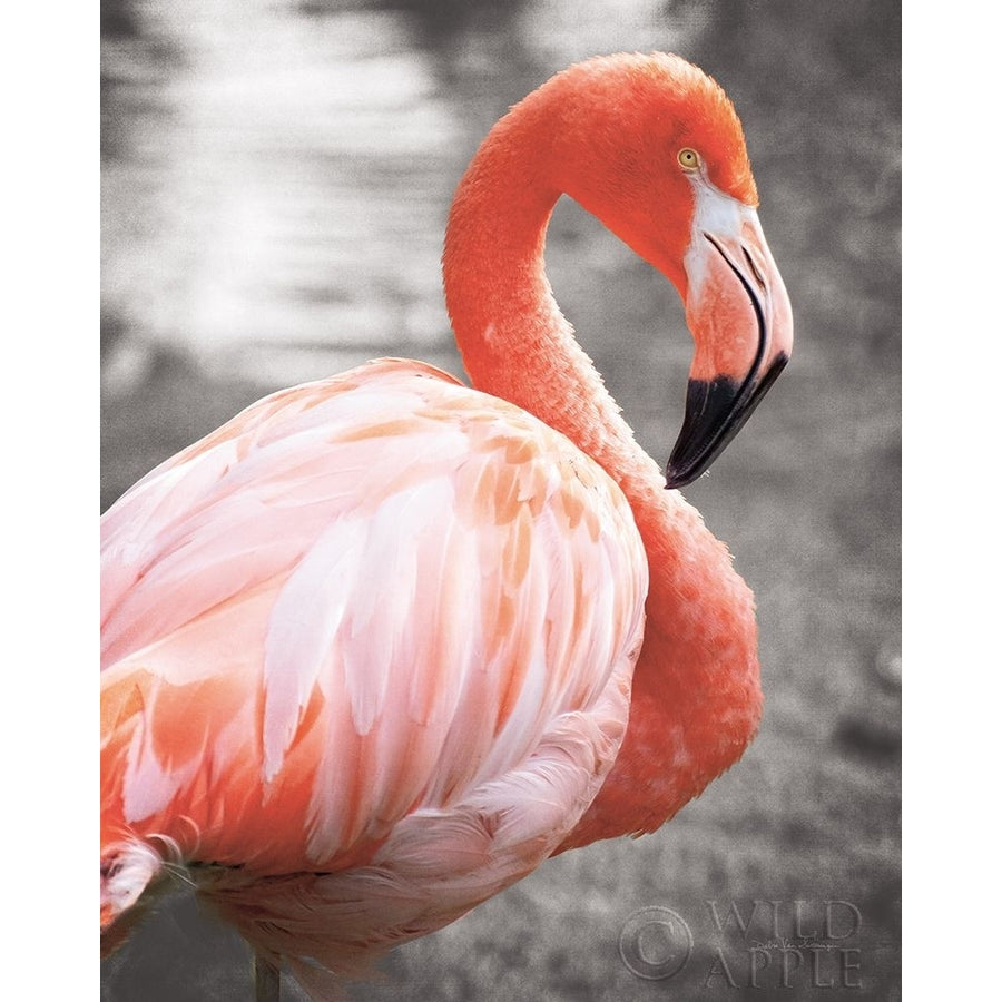 Flamingo I on BW Poster Print by Debra Van Swearingen-VARPDX53202 Image 1