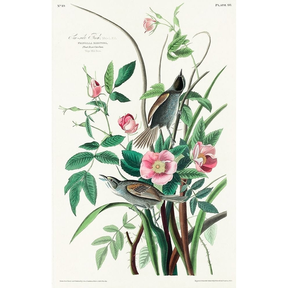 Seaside Finch Poster Print by John James Audubon-VARPDX53376 Image 1