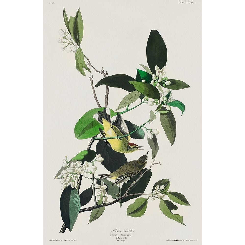 Palm Warbler Poster Print by John James Audubon-VARPDX53382 Image 1