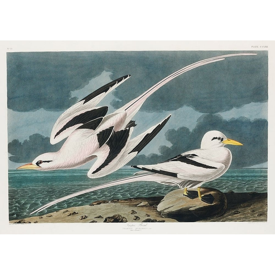 Tropic Bird Poster Print by John James Audubon-VARPDX53387 Image 1