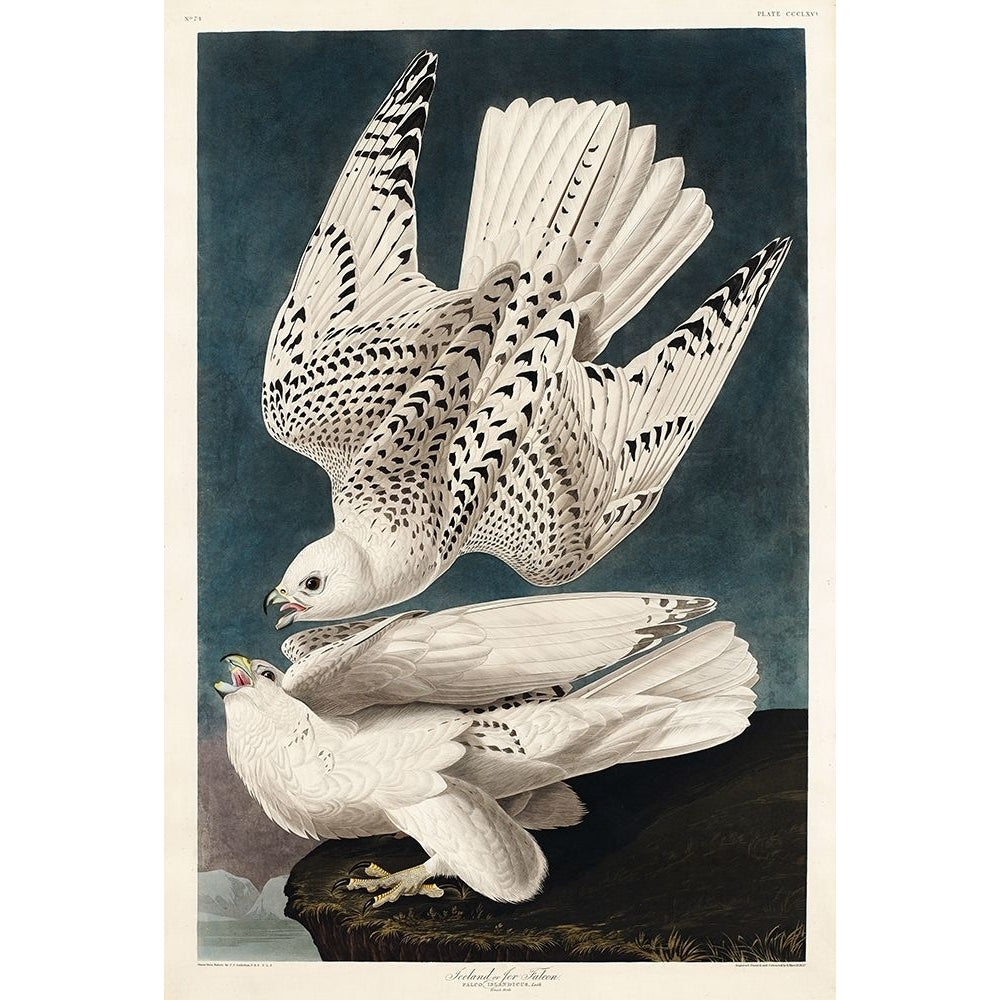 Iceland or Jer Falcon Poster Print by John James Audubon-VARPDX53393 Image 1