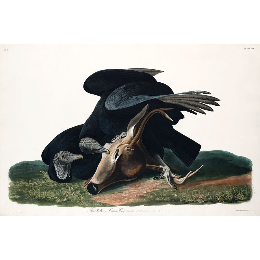 Black Vulture or Carrion Crow?_ Poster Print by John James Audubon-VARPDX53392 Image 1